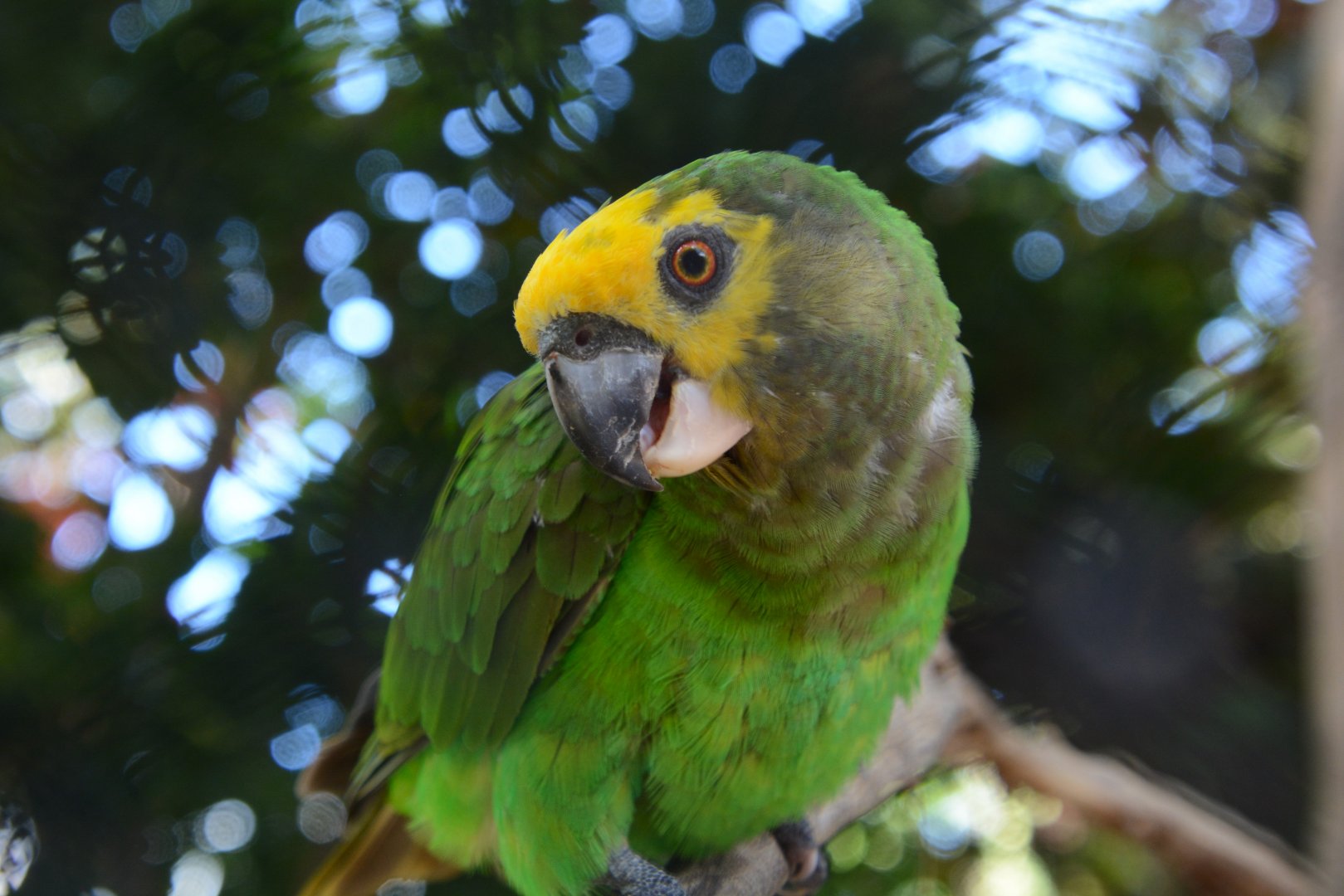 Yellow-fronted parrot (Poicephalus flavifrons)