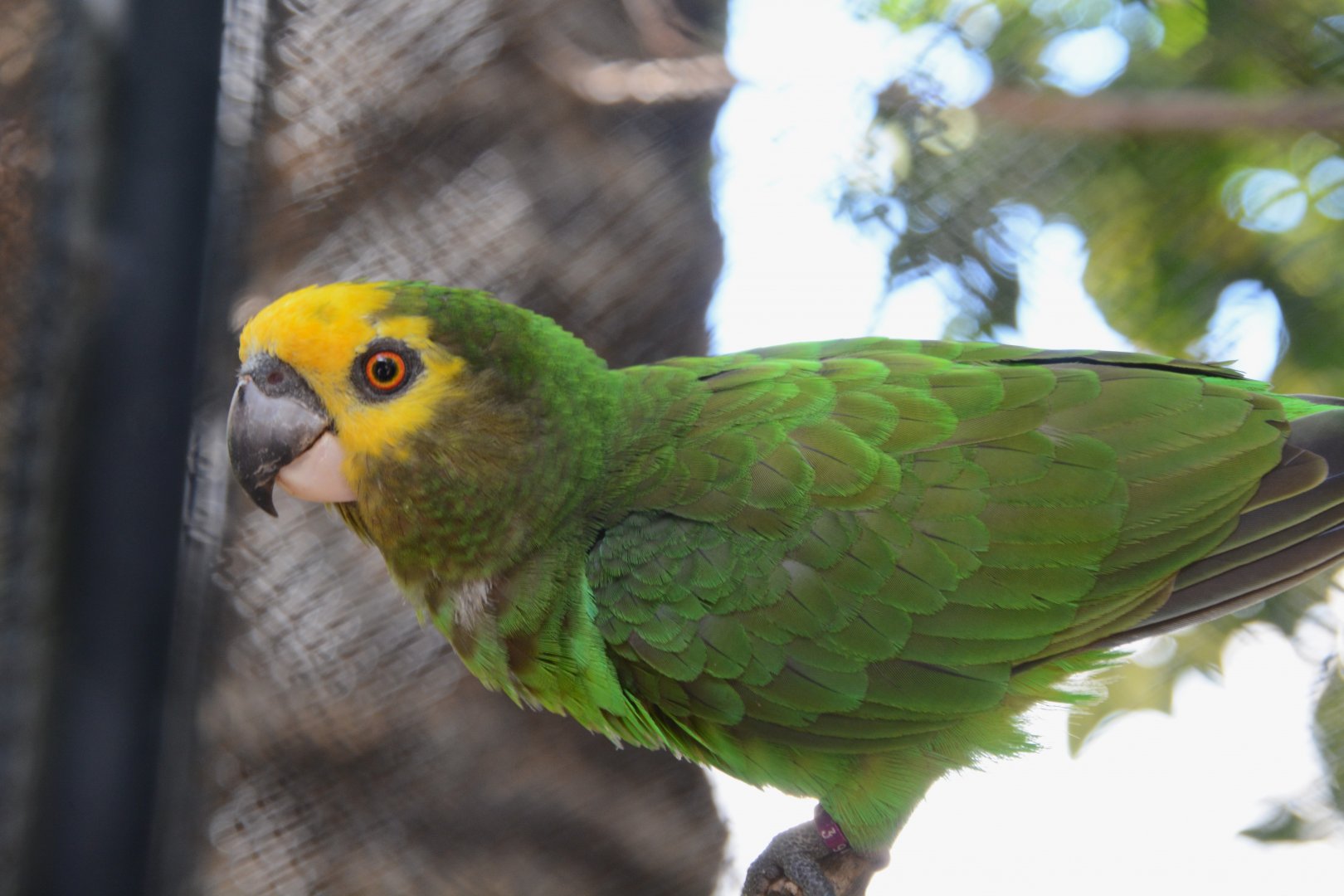 Yellow-fronted parrot (Poicephalus flavifrons)