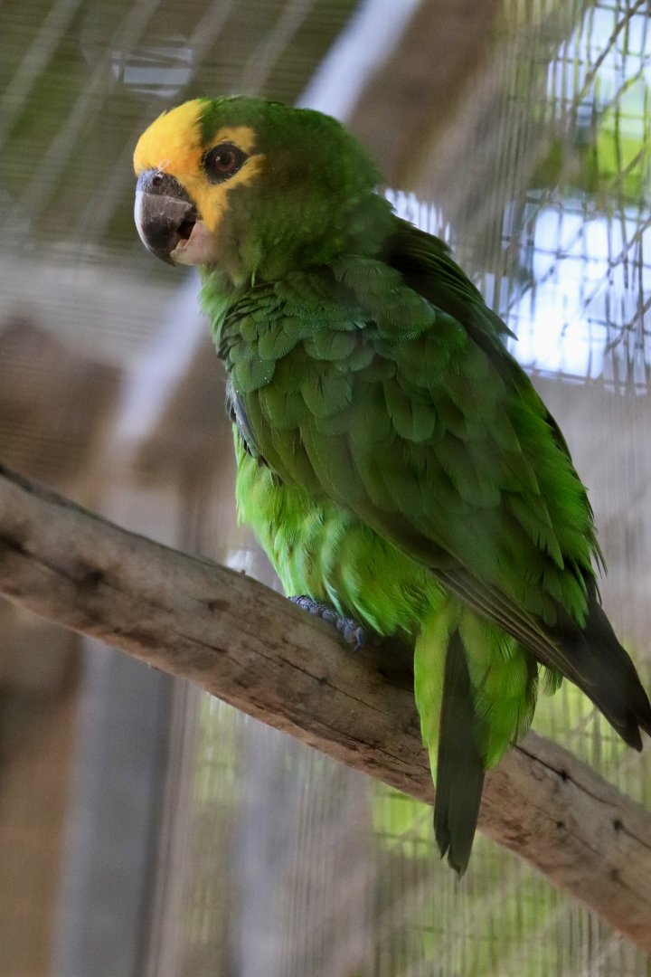 Yellow-fronted parrot