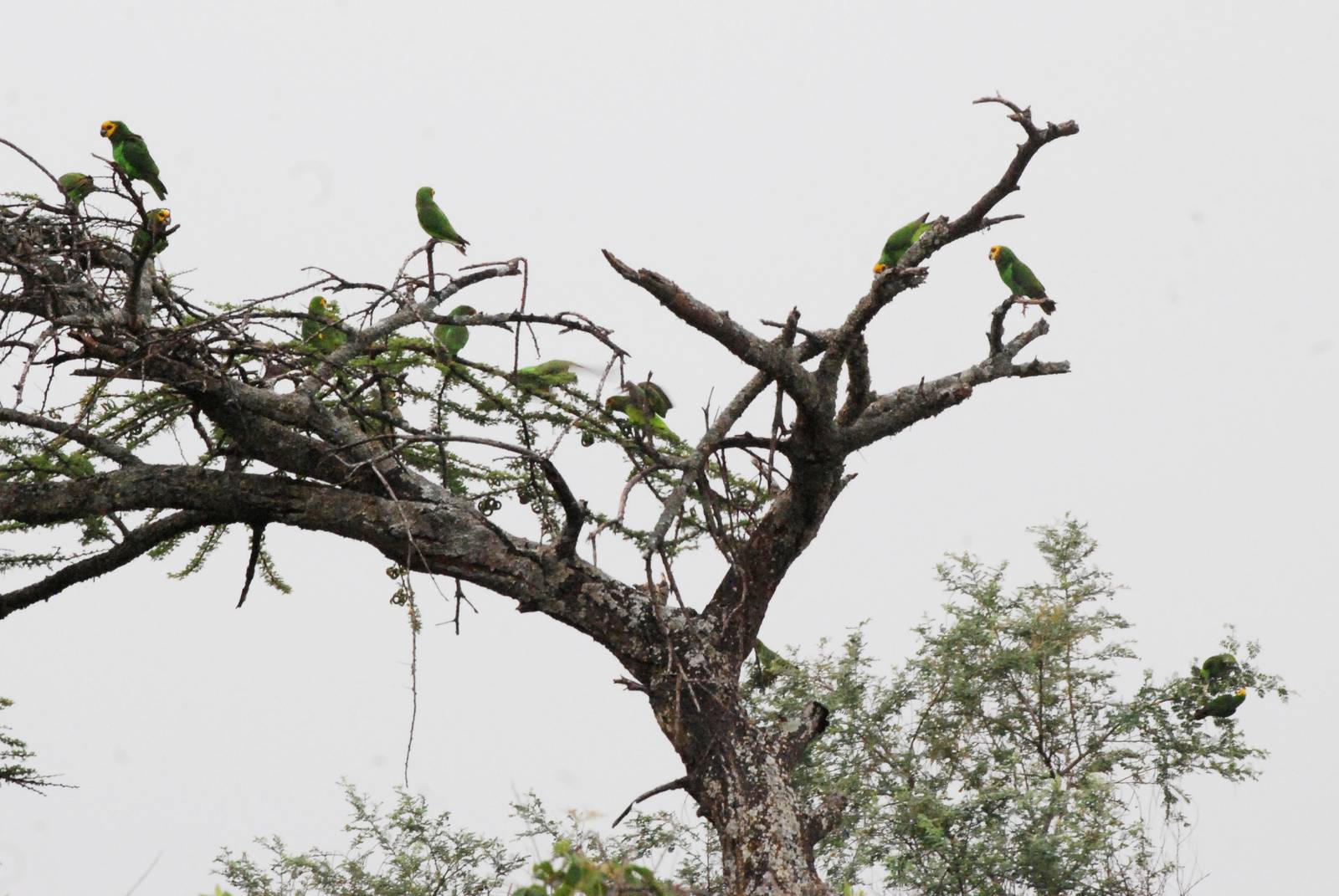 Yellow-fronted Parrots at Bishangari Lodge, 14/10/14