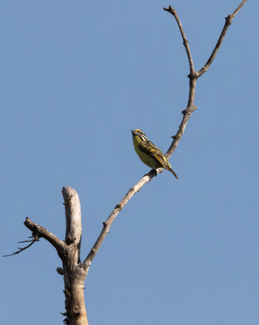 Yellow-fronted Tinkerbird