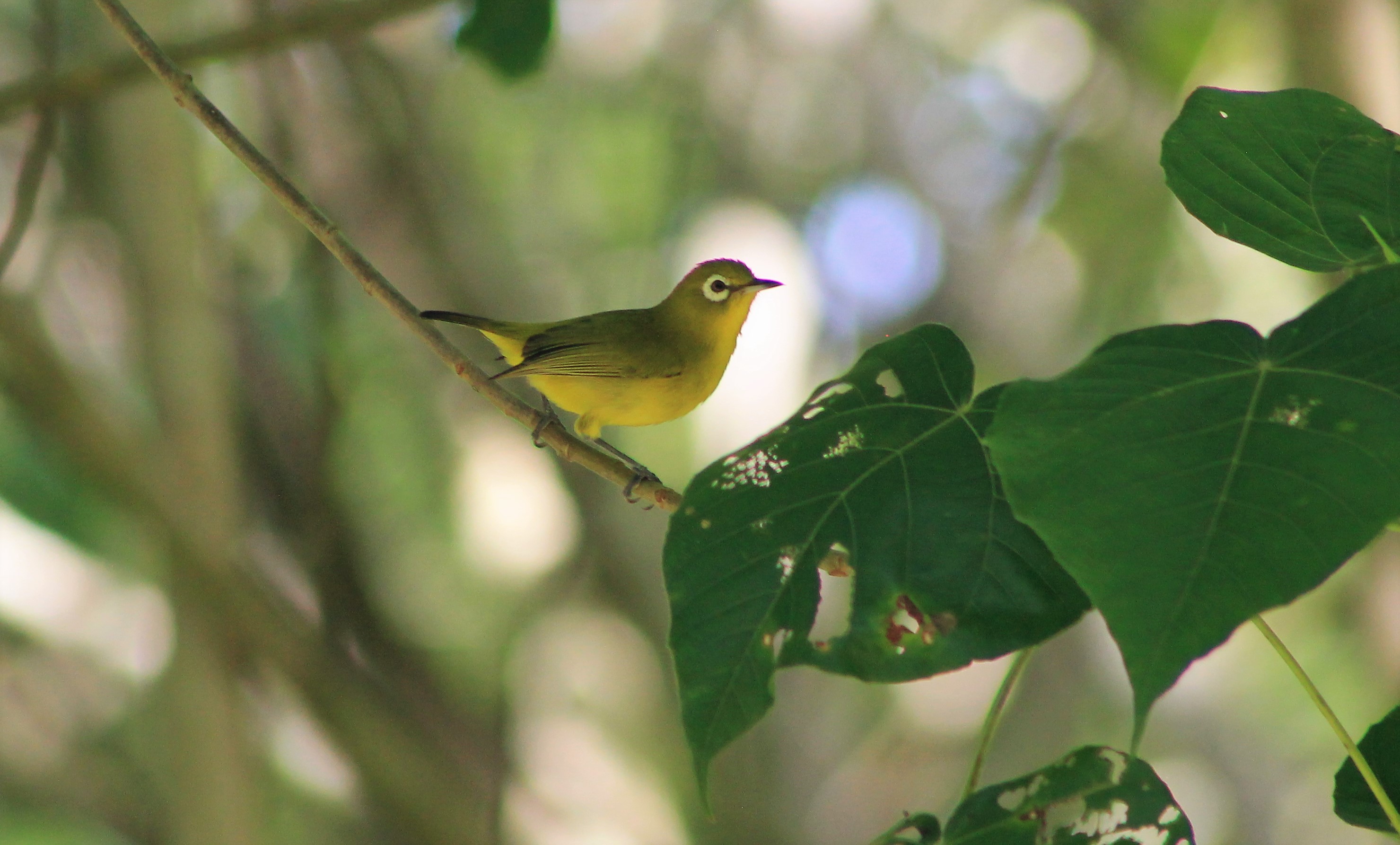 Yellow-fronted White-eye (Zosterops flavifrons brevicauda)