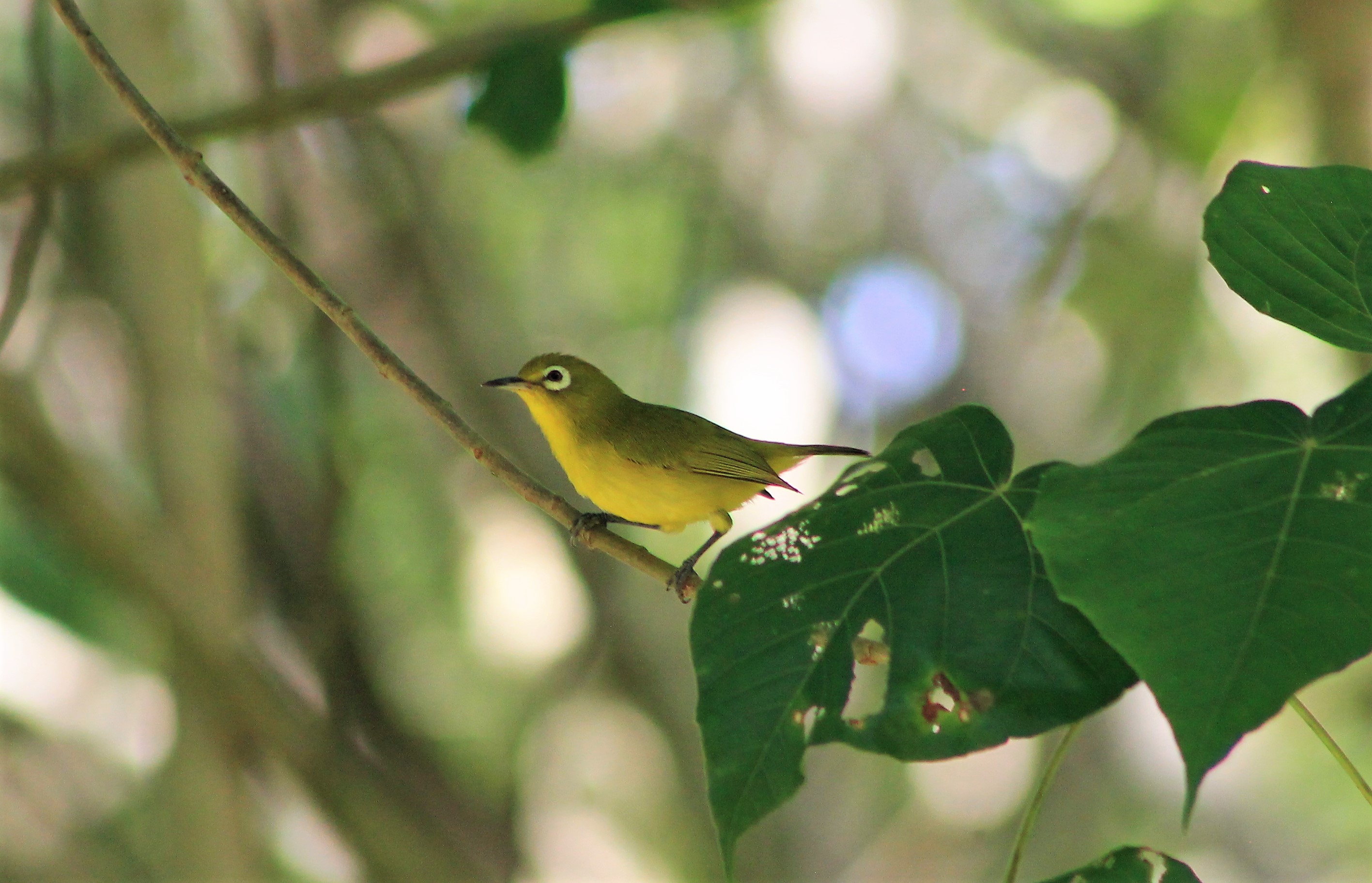 Yellow-fronted White-eye (Zosterops flavifrons brevicauda)