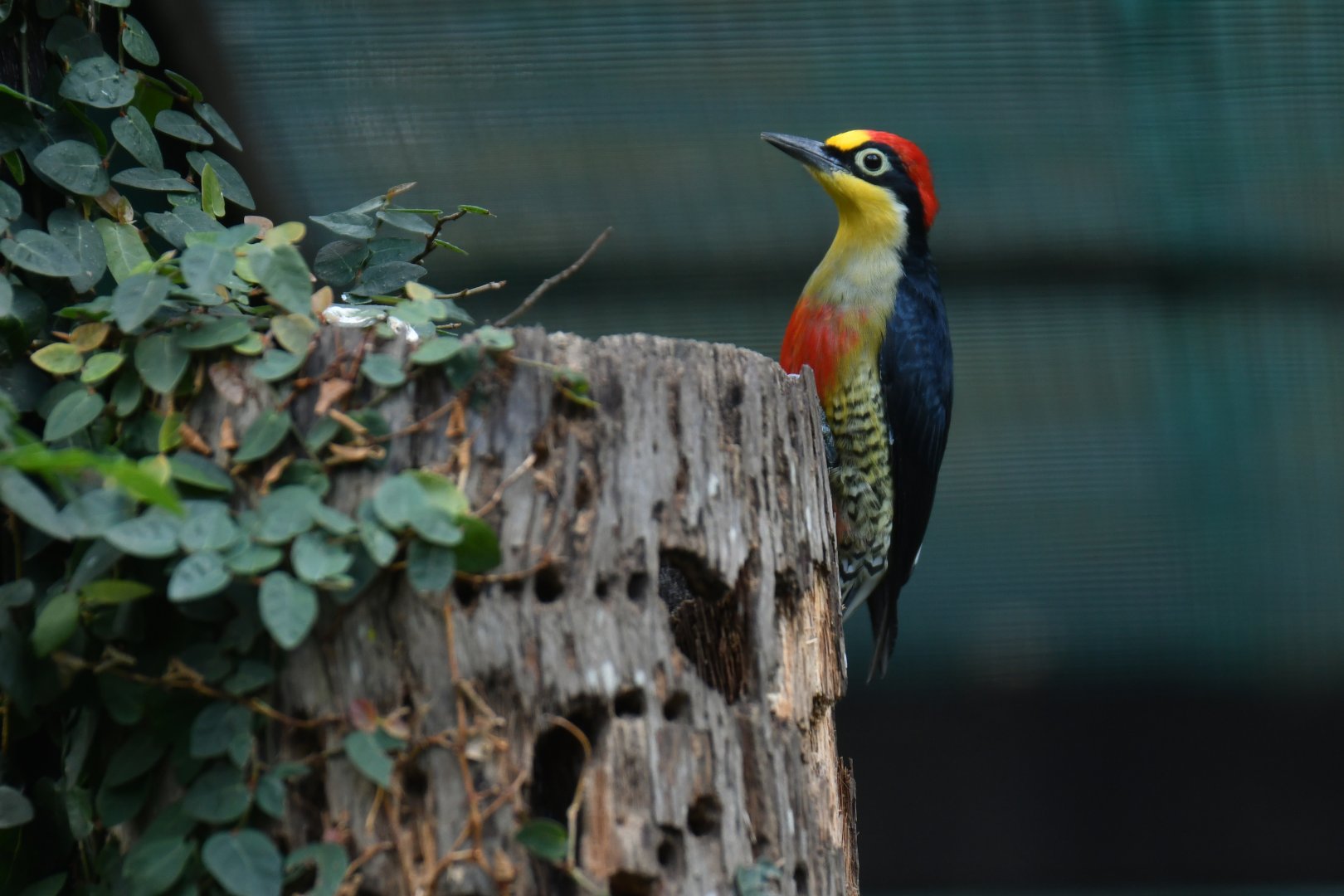 Yellow-fronted Woodpecker Melanerpes flavifrons