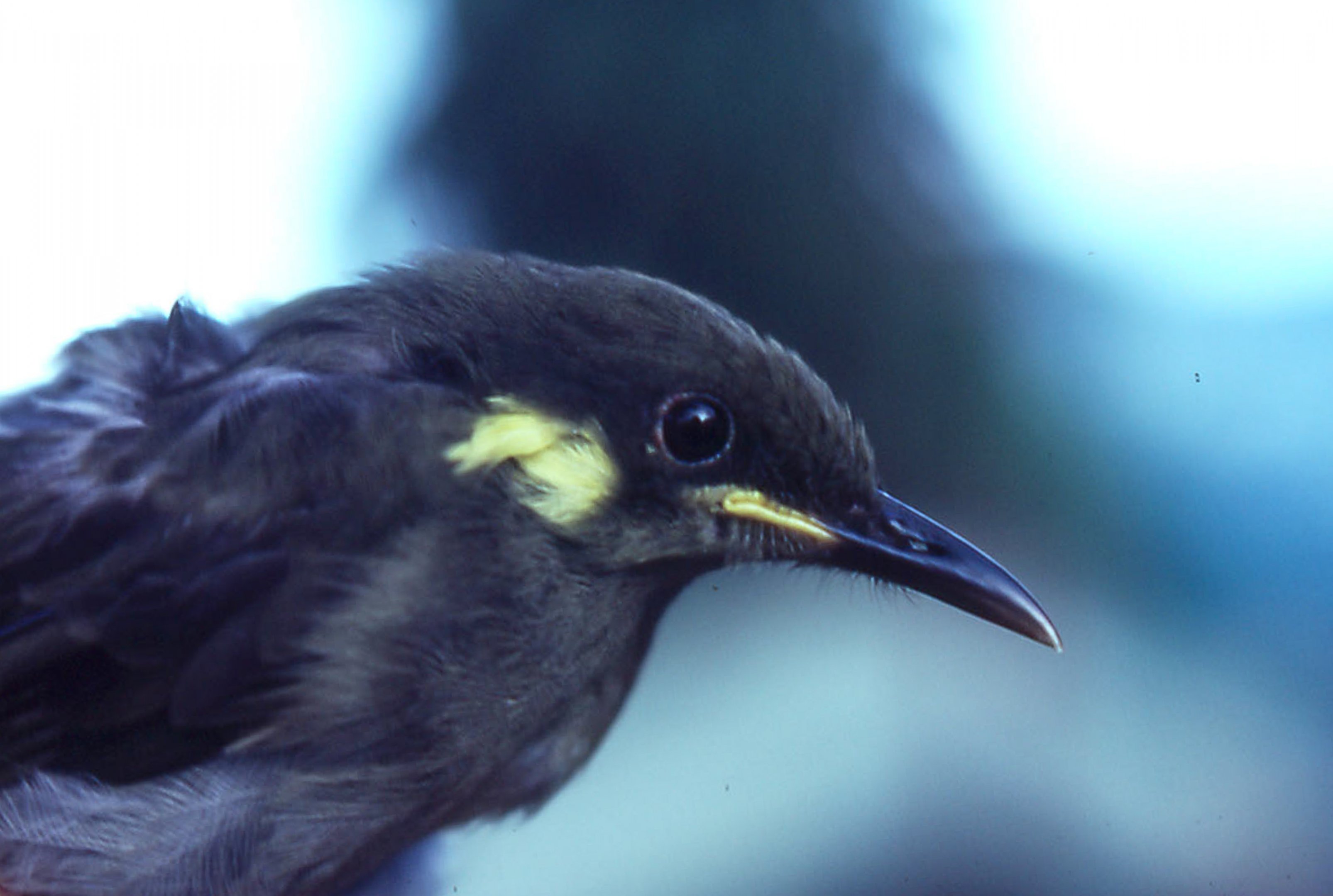 Yellow-gaped Honeyeater