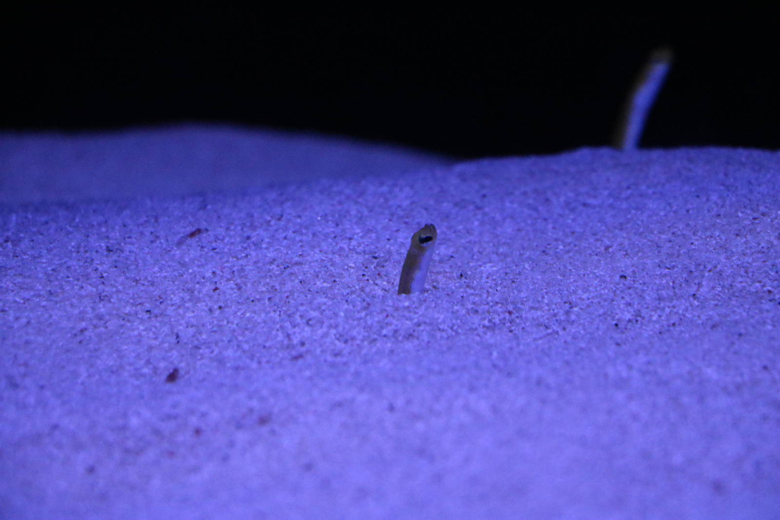 Yellow garden eel - Sumida Aquarium, February 2016