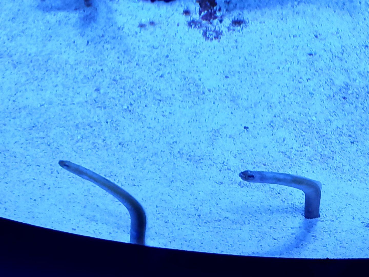 Yellow Garden Self - Seen Jan 29 2025