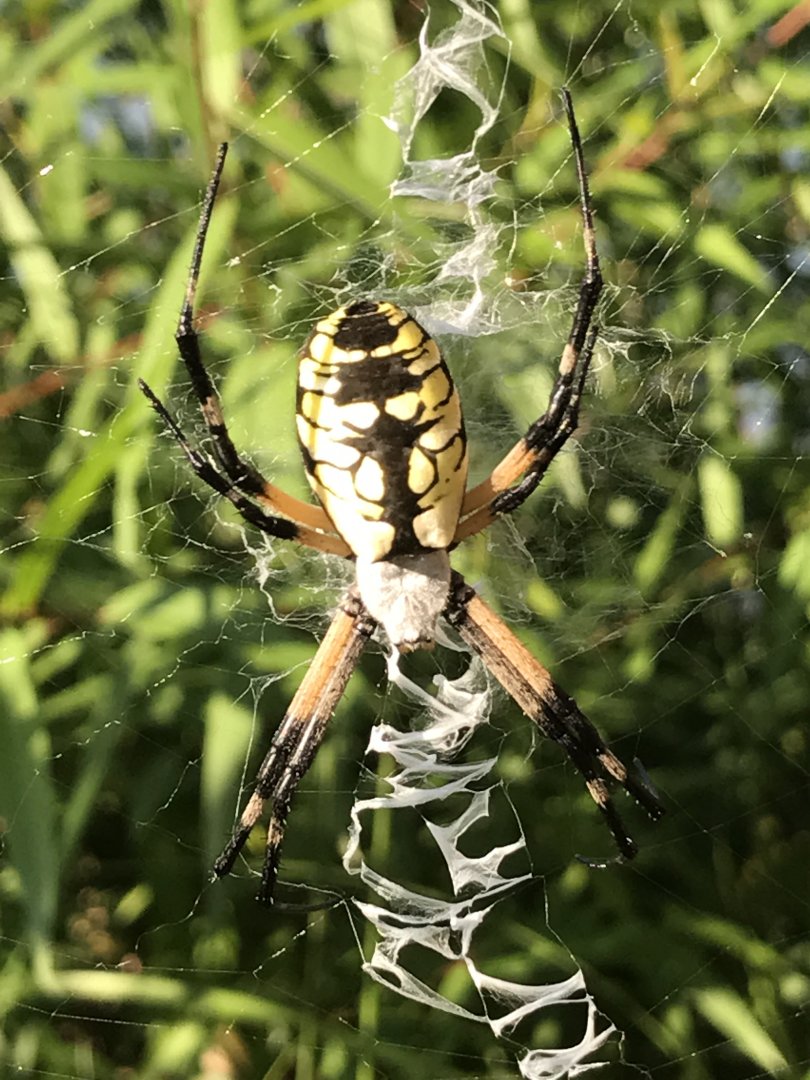 Yellow garden spider in North Carolina