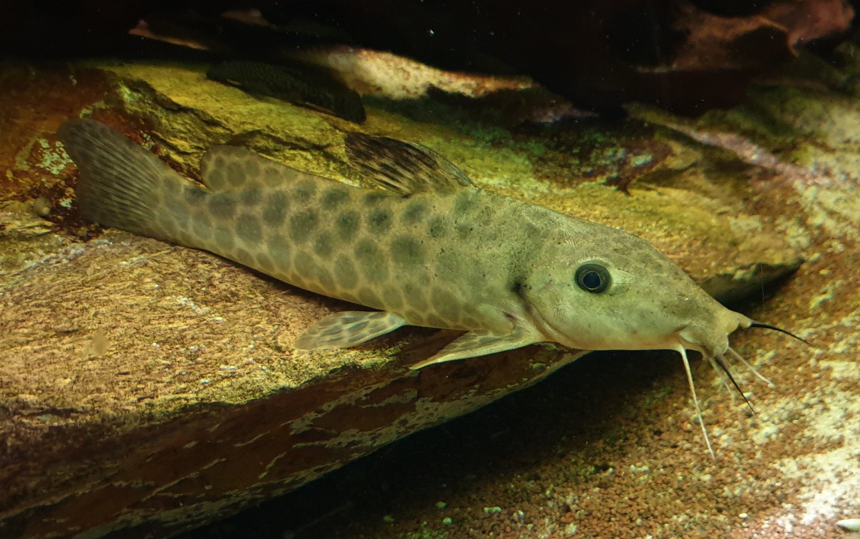 Yellow giraffe catfish - Auchenoglanis biscutatus