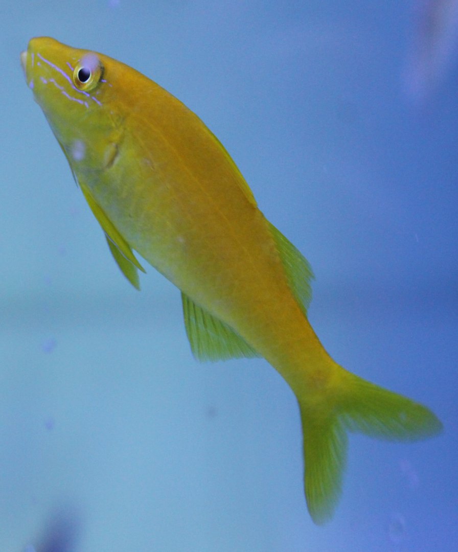 Yellow goatfish - Parupeneus cyclostoma