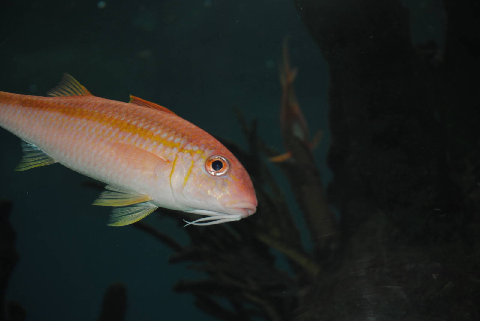 Yellow Goatfish