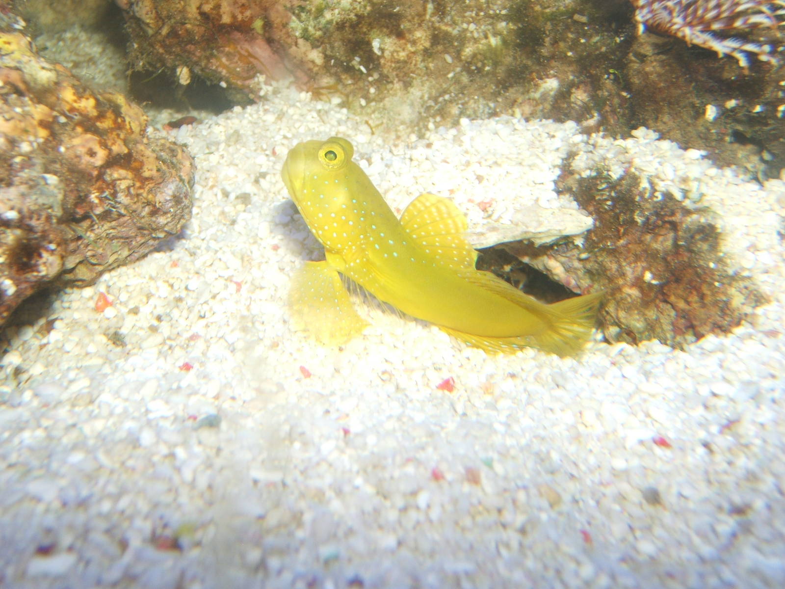 Yellow Goby?