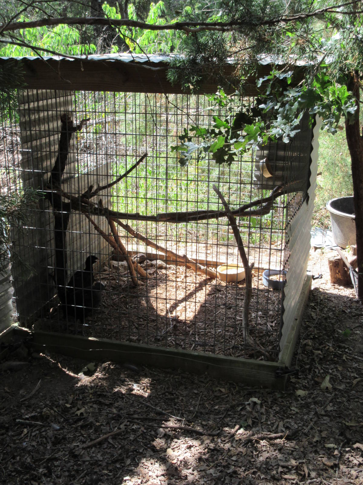 Yellow Golden Pheasant Exhibit