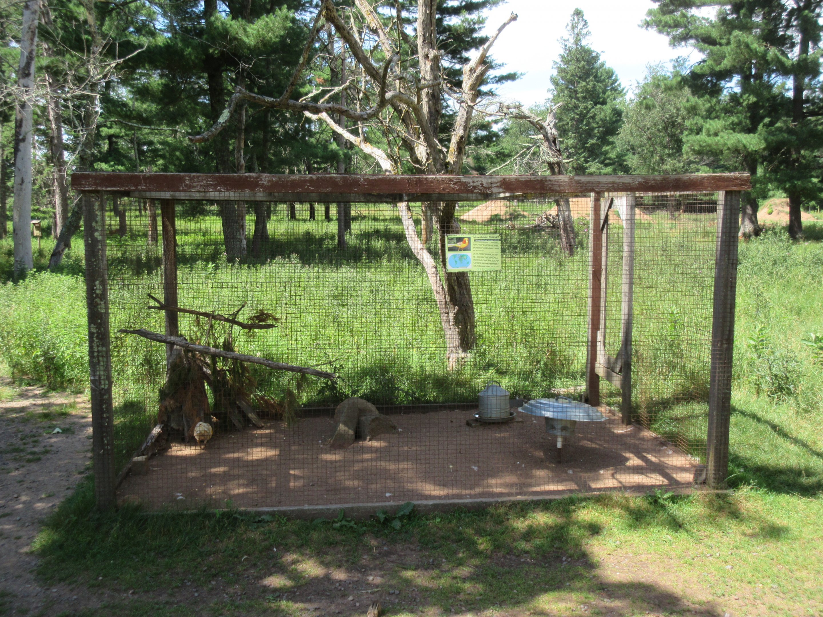 Yellow Golden Pheasant Exhibit