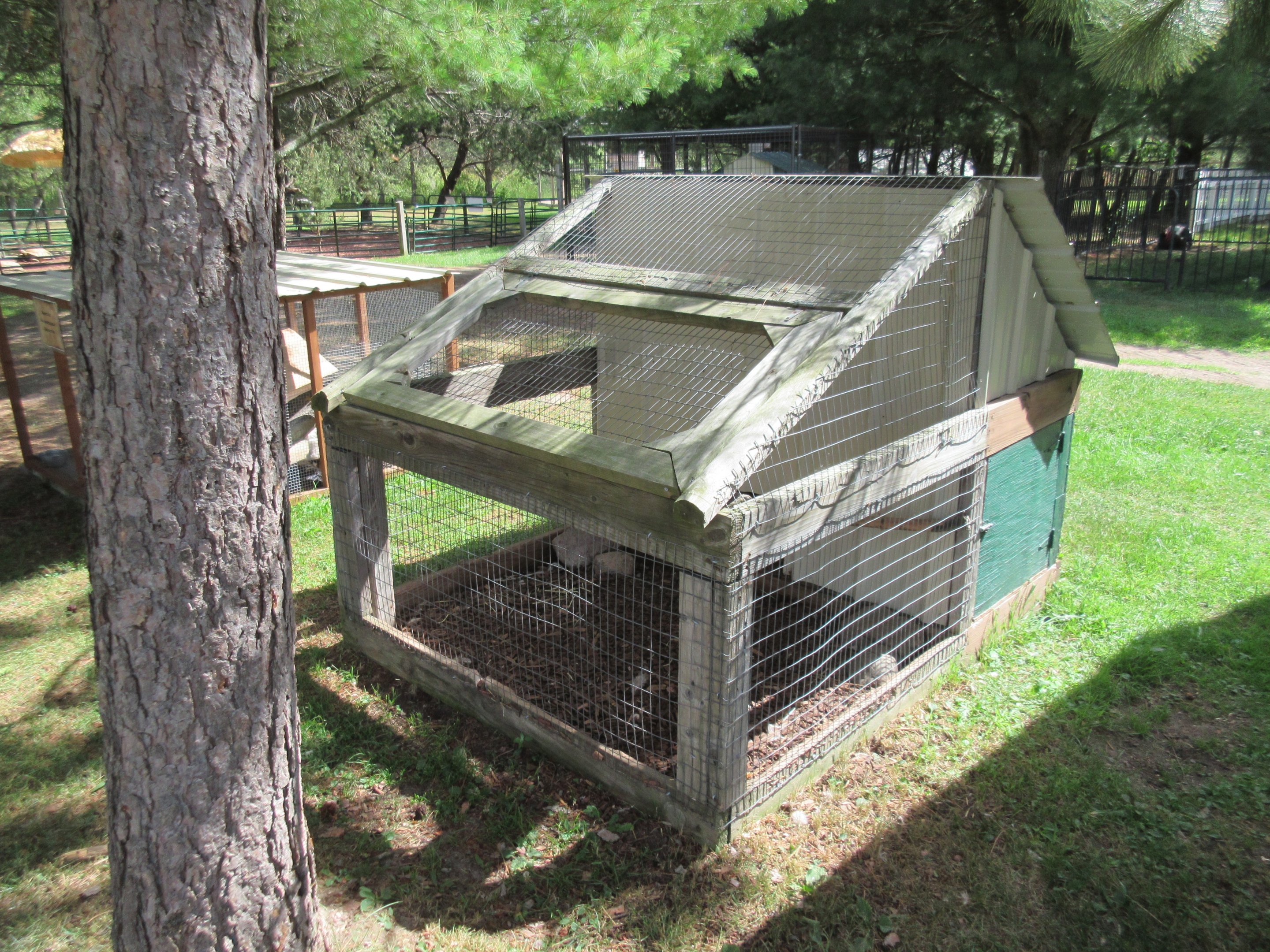 Yellow Golden Pheasant Exhibit