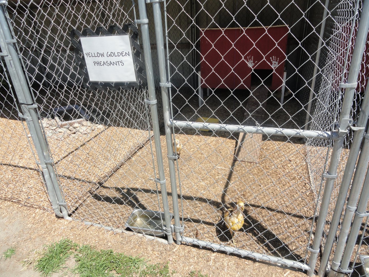 Yellow Golden Pheasant Exhibit