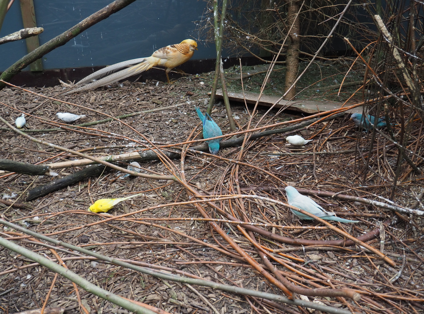 Yellow golden pheasant rooster and parakeets, 2019-05-25