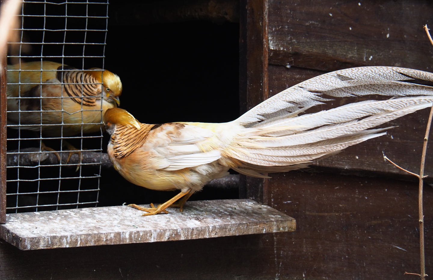 Yellow golden pheasant roosters (Chrysolophus pictus), 2019-05-25