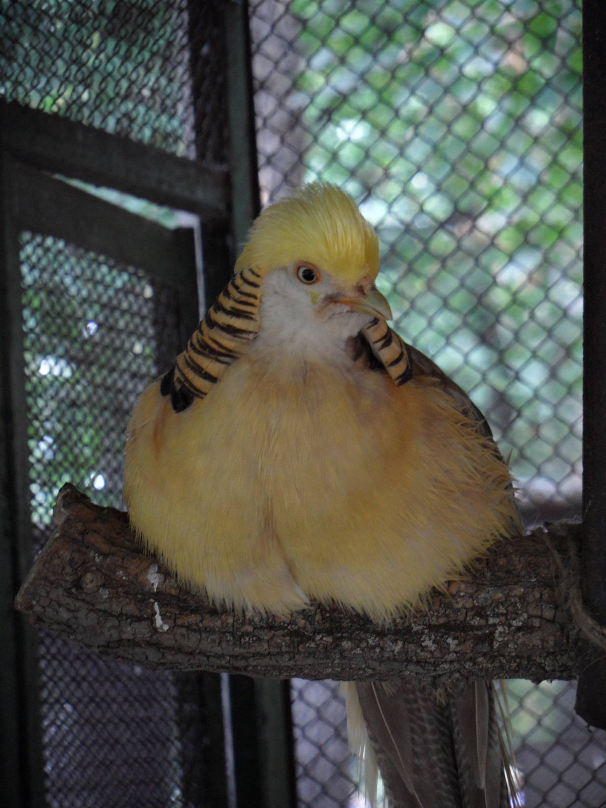 Yellow golden pheasant