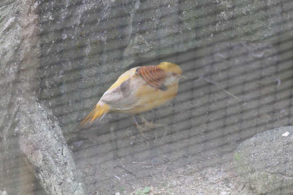 Yellow Golden Pheasant