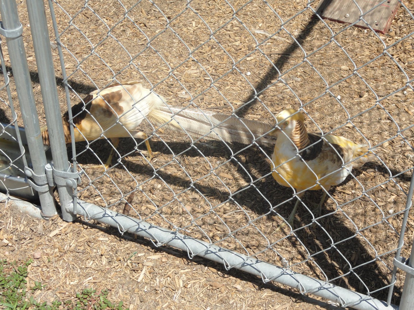 Yellow Golden Pheasant