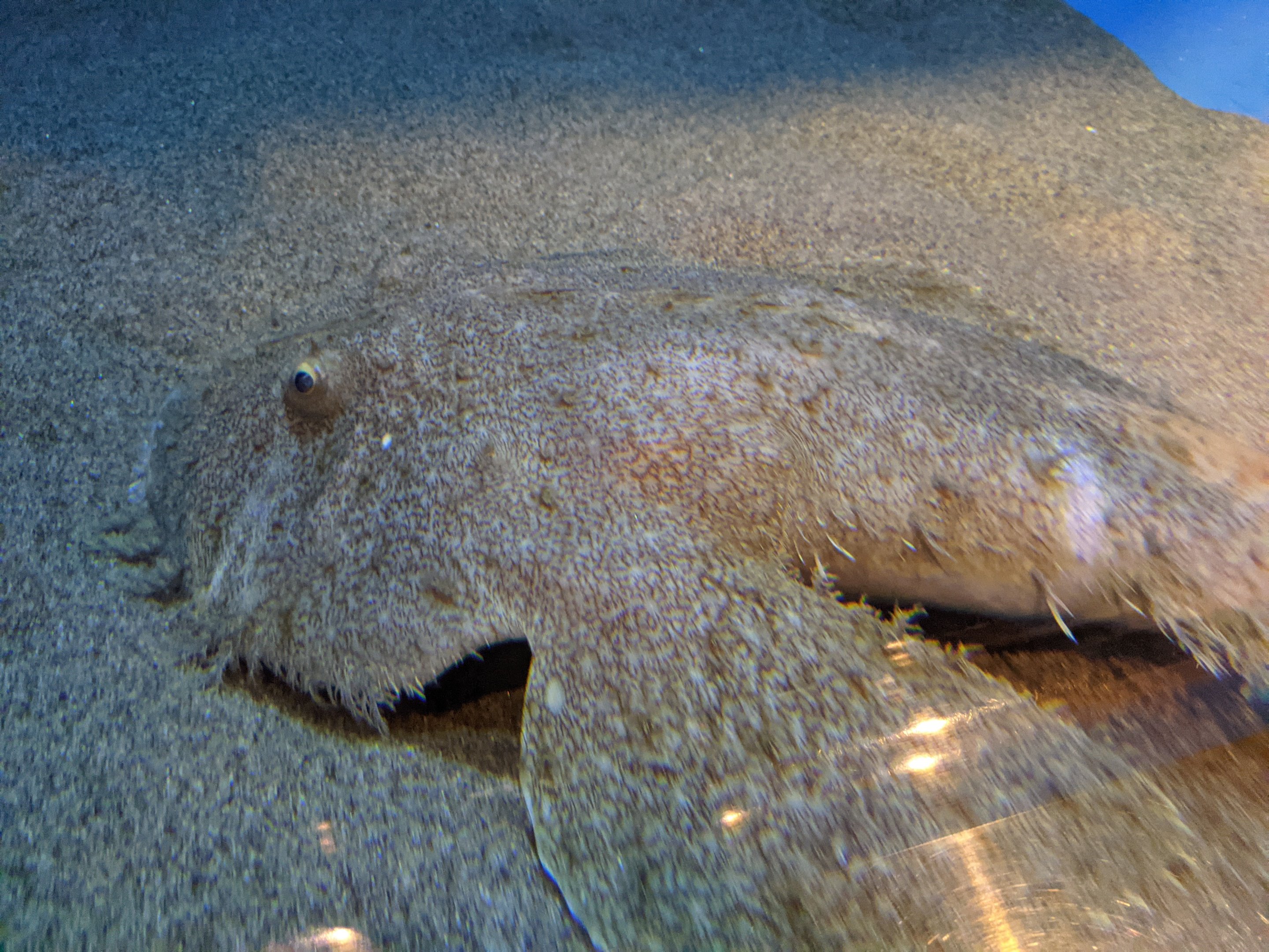 Yellow Goosefish (Lophius litulon)