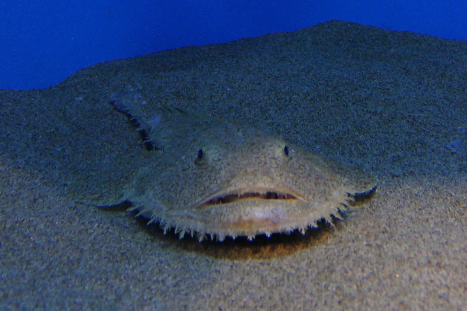Yellow Goosefish (Lophius litulon)