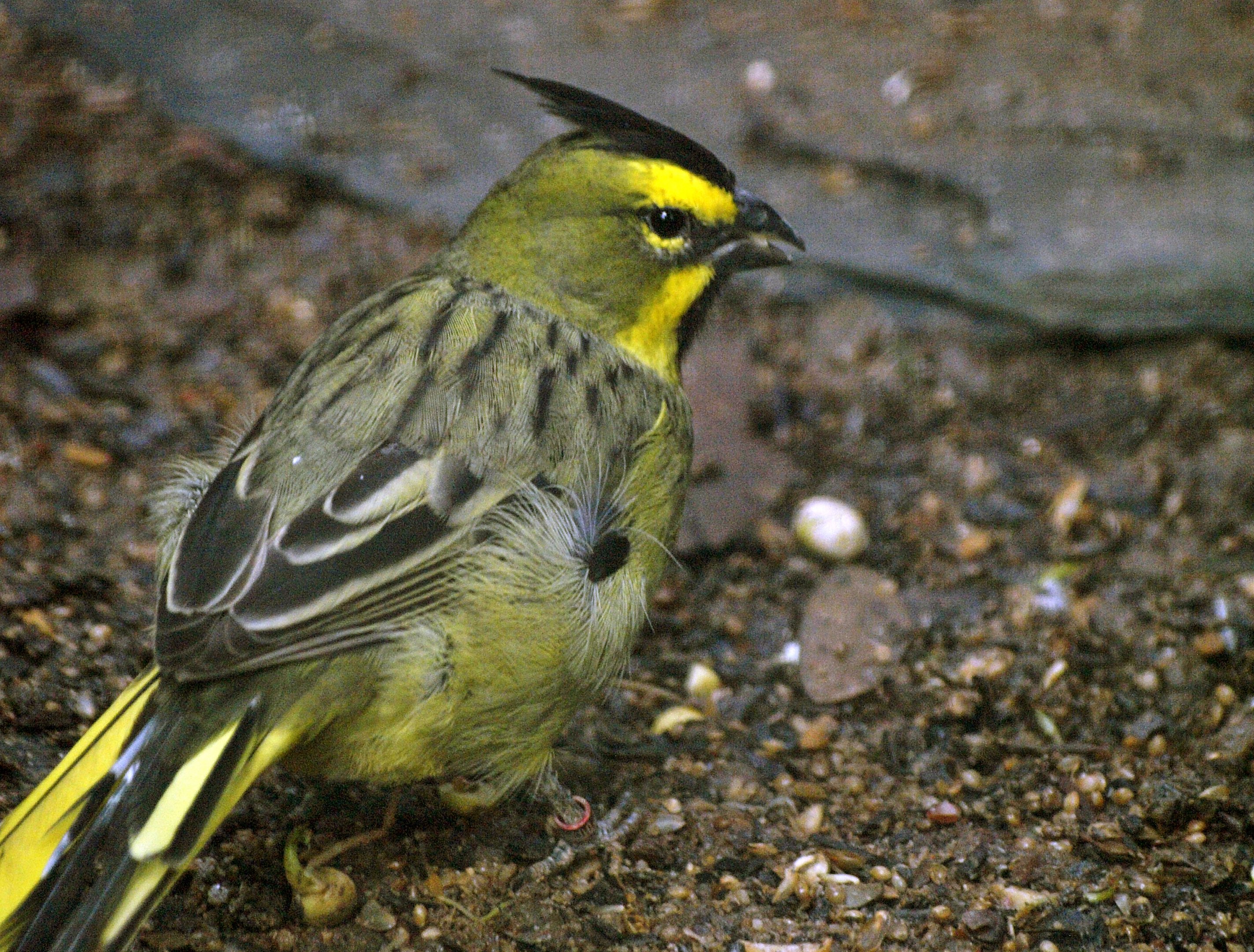 Yellow/Green cardinal (Gubernatrix cristata)