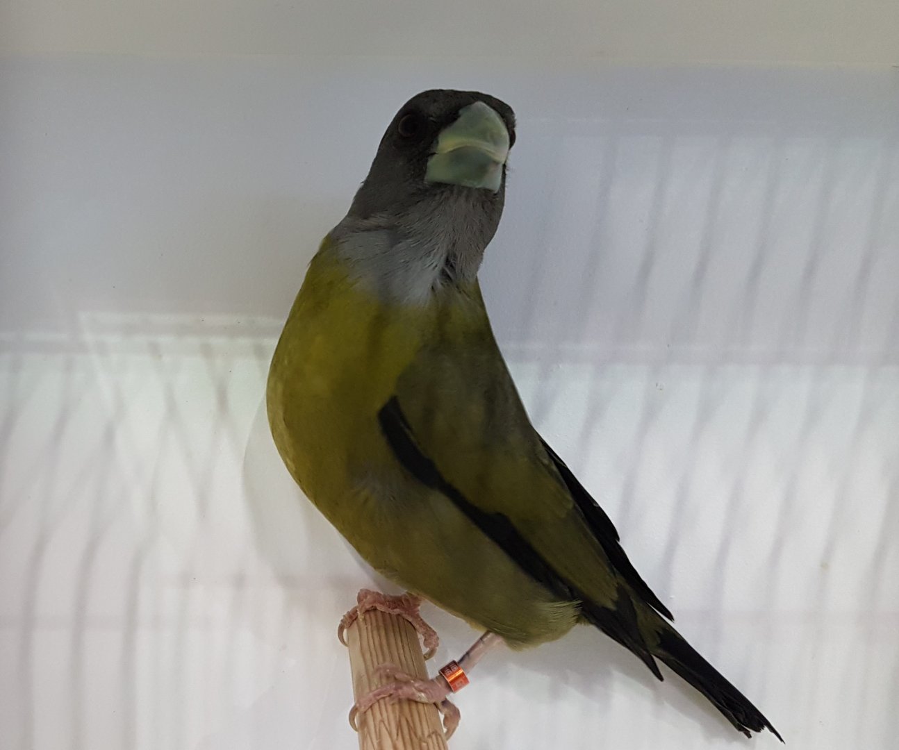 Yellow-green grosbeak - Caryothraustes canadensis