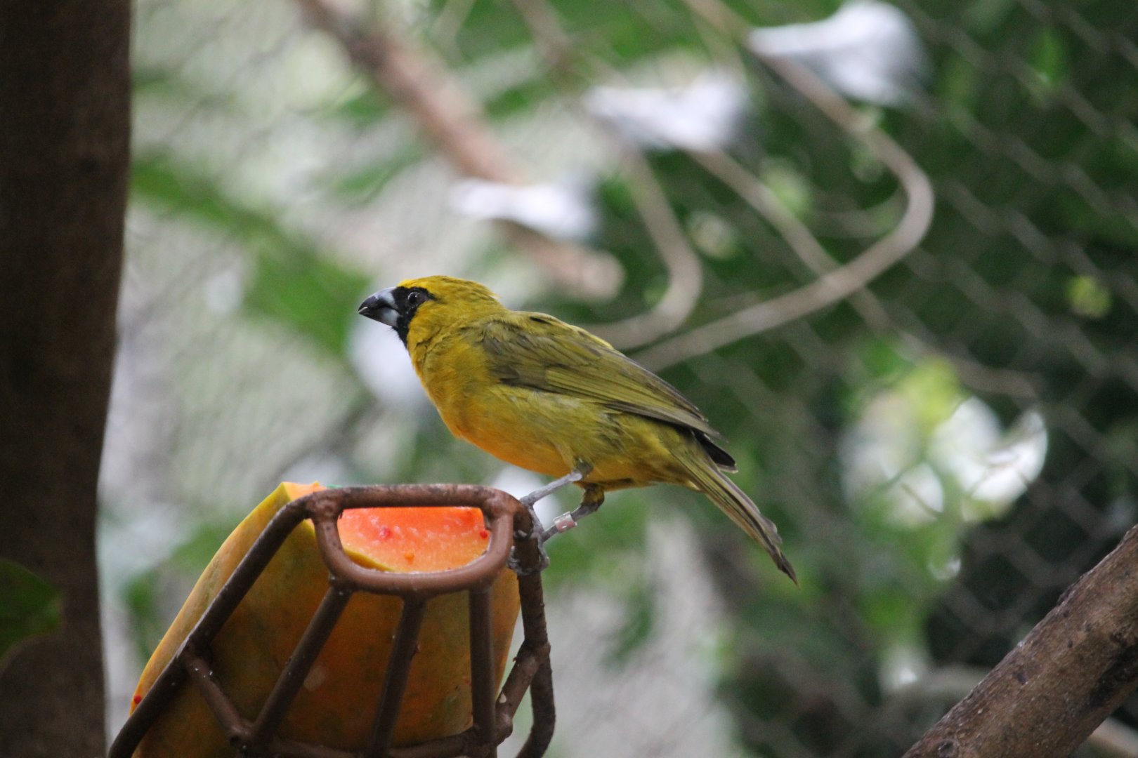 Yellow-green Grosbeak (Caryothraustes canadensis)