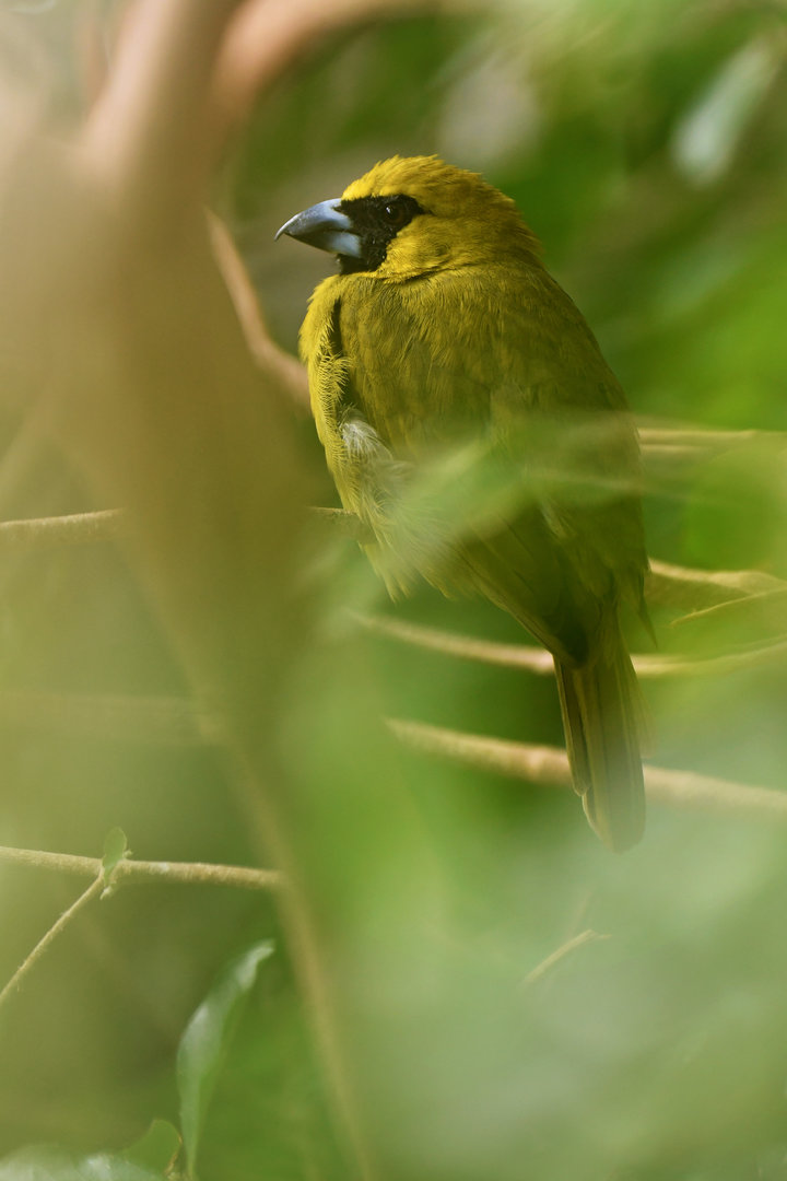 Yellow-green Grosbeak Caryothraustes canadensis