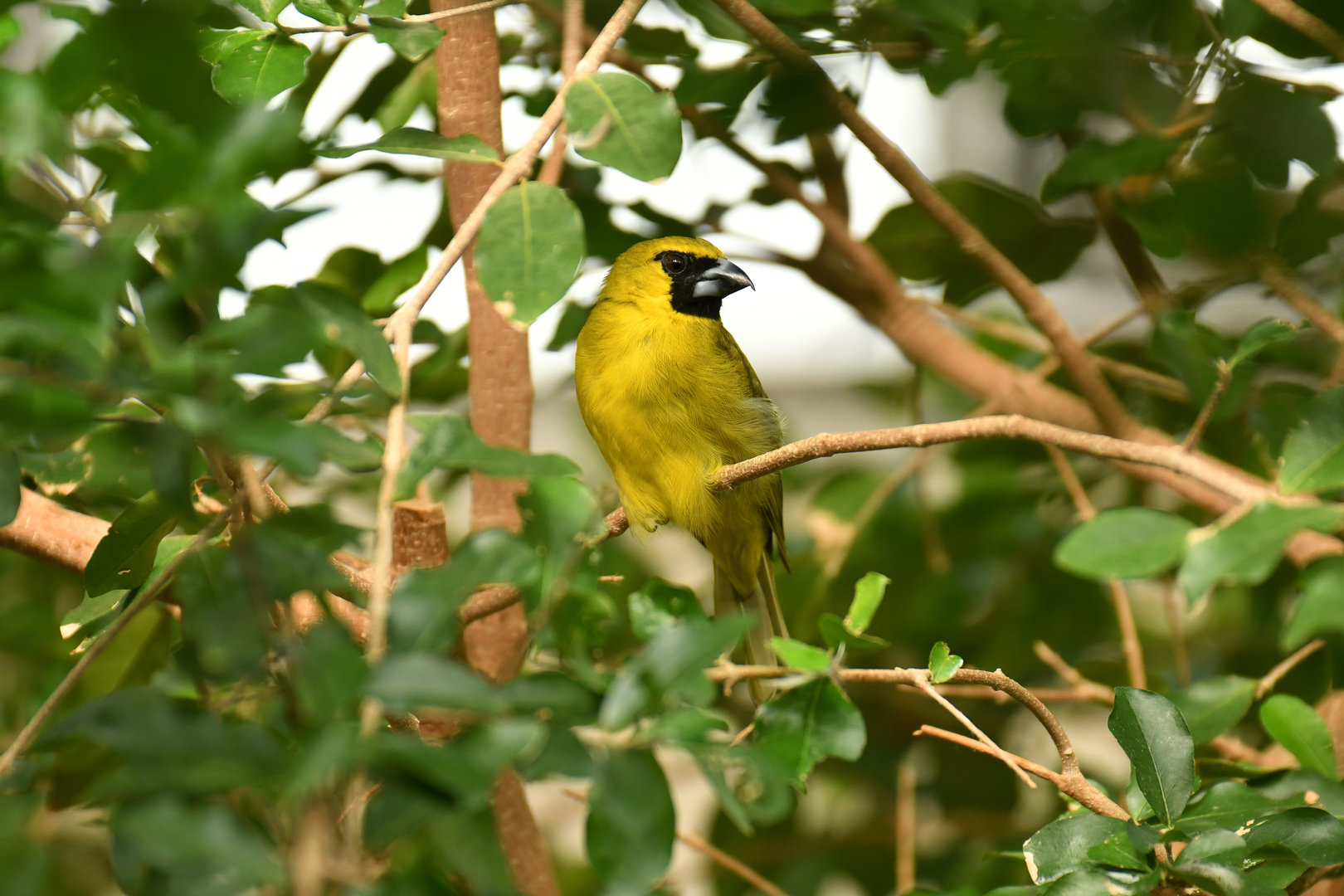 Yellow-green Grosbeak Caryothraustes canadensis