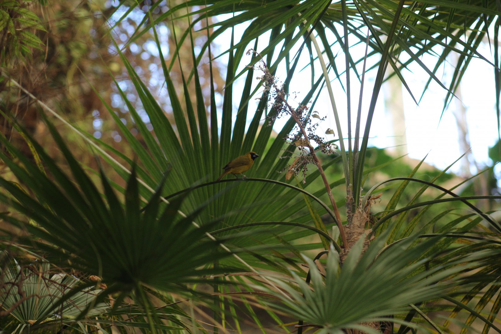 Yellow-Green Grosbeak