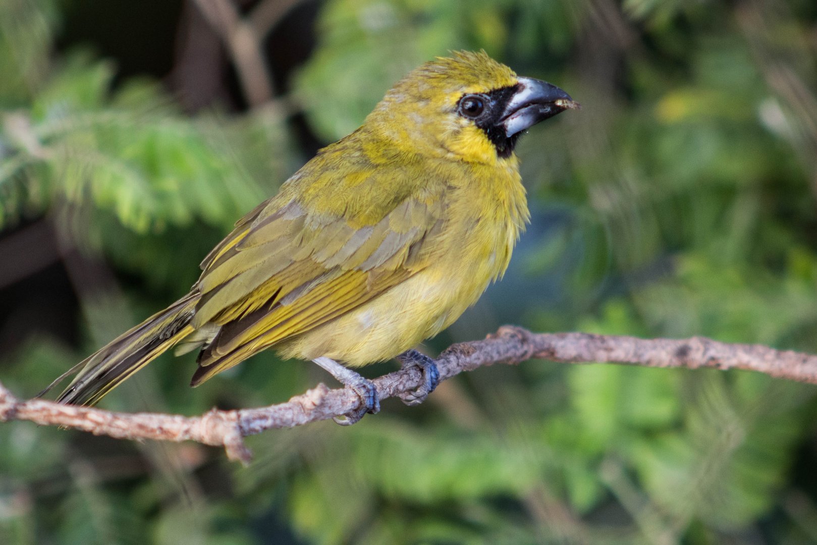Yellow-green grosbeak