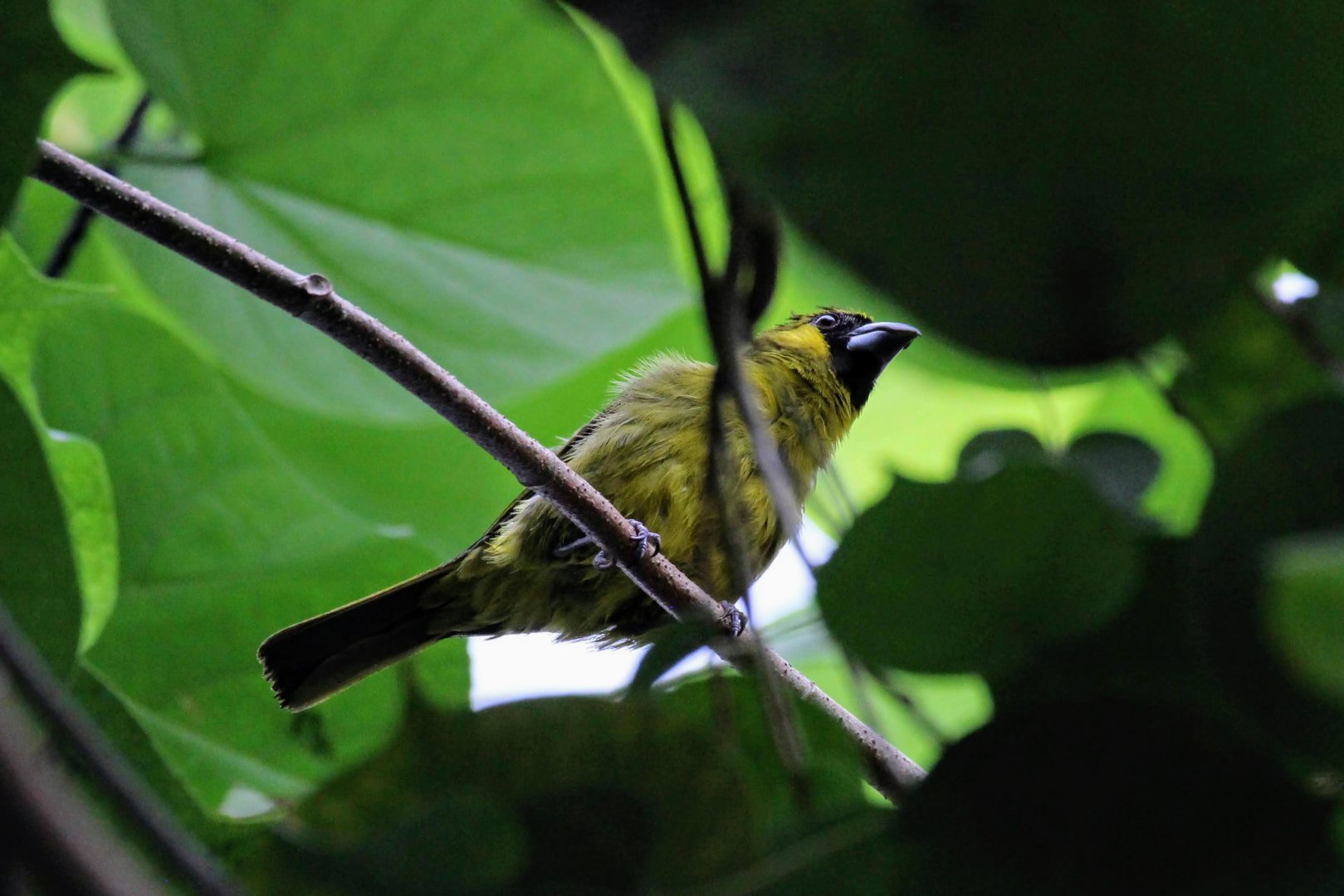 Yellow-green Grosbeak