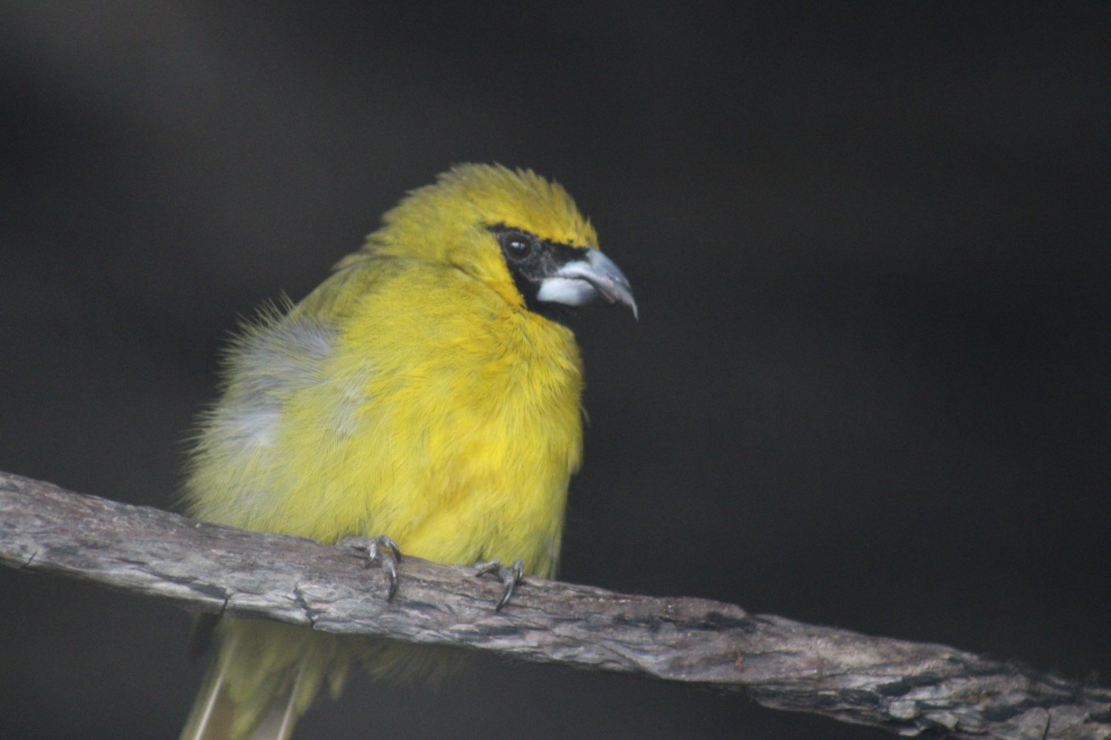 Yellow-green grosbeak