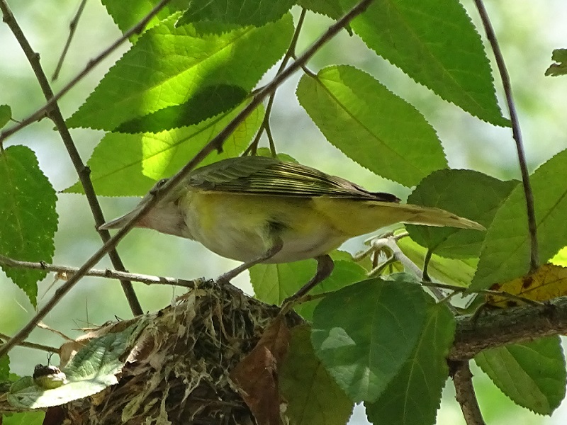Yellow-green vireo (Vireo flavoviridis)