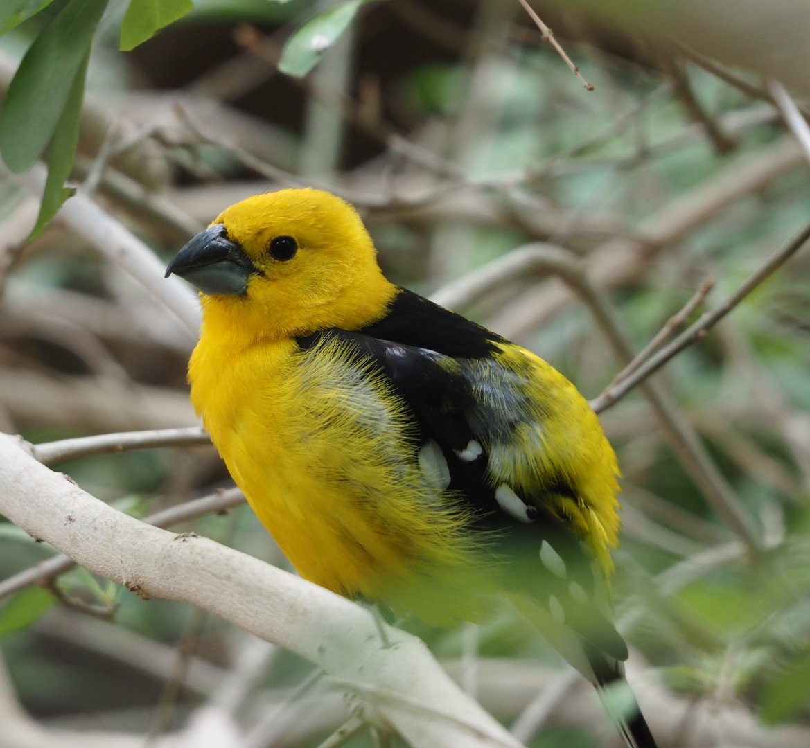 Yellow grosbeak (Pheucticus chrysopeplus), 2025-05-17