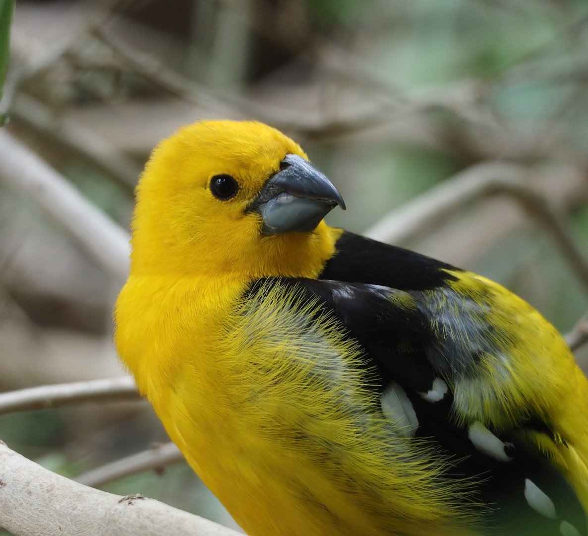 Yellow grosbeak (Pheucticus chrysopeplus), 2025-05-17