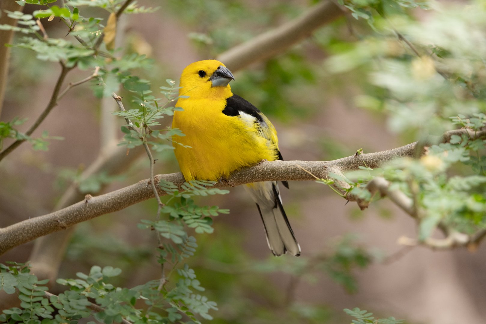 Yellow Grosbeak (Pheucticus chrysopeplus) - Desert