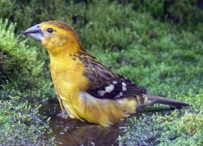Yellow grosbeak (Pheucticus chrysopeplus) female