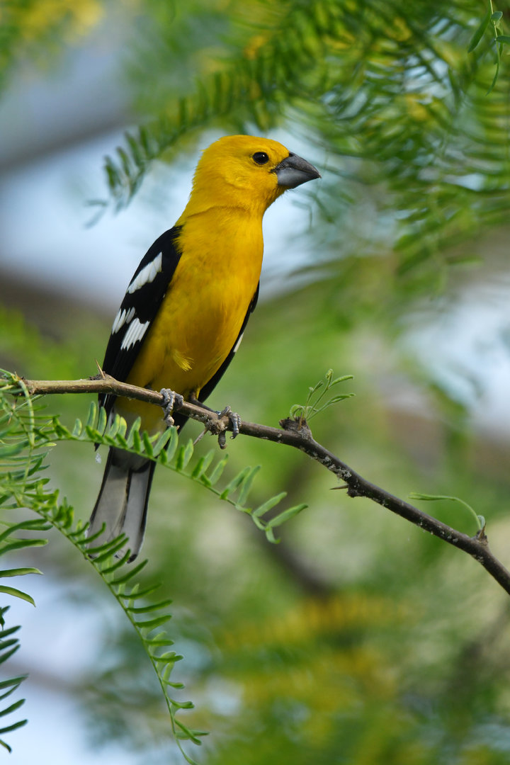 Yellow Grosbeak Pheucticus chrysopeplus