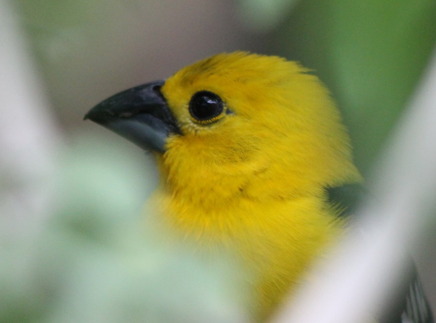 Yellow grosbeak