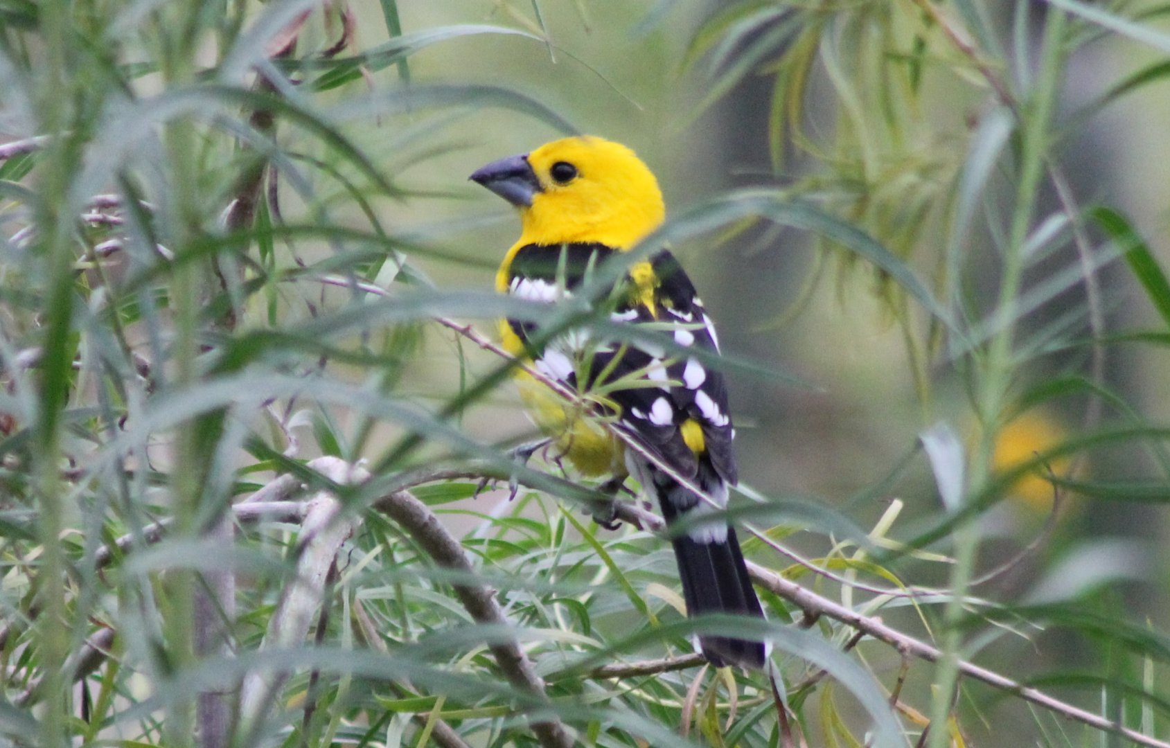 Yellow grosbeak