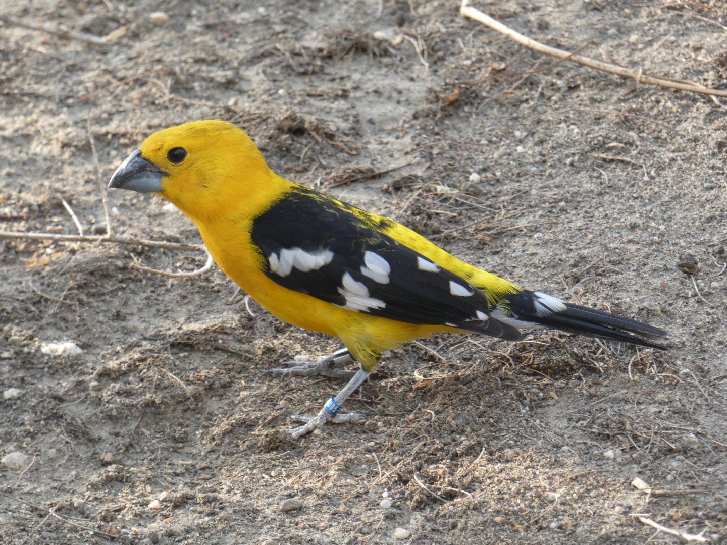 Yellow Grosbeak