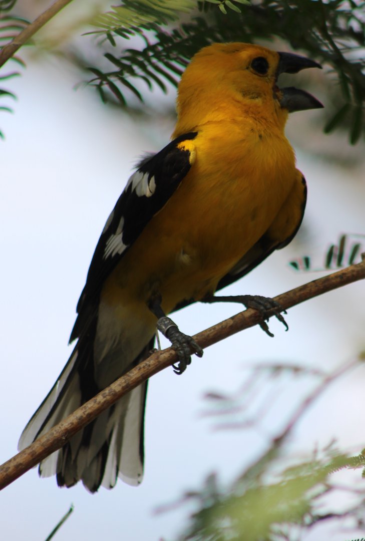 Yellow grosbeak