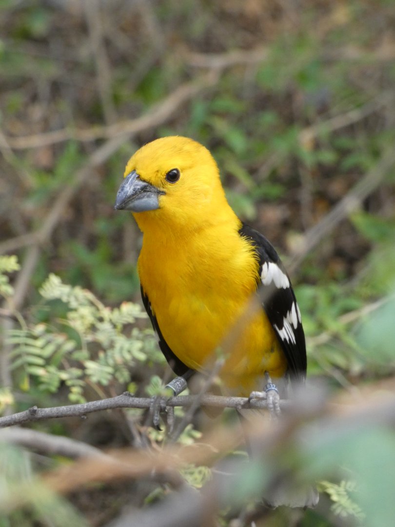 Yellow grosbeak