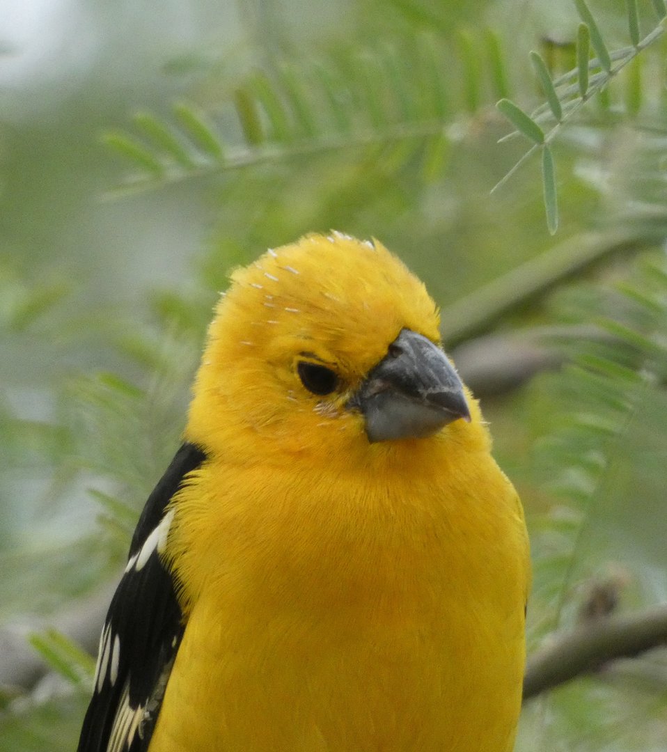 Yellow Grosbeak