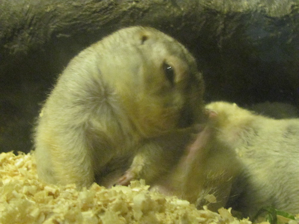 Yellow Ground Squirrel (tehran zoo)