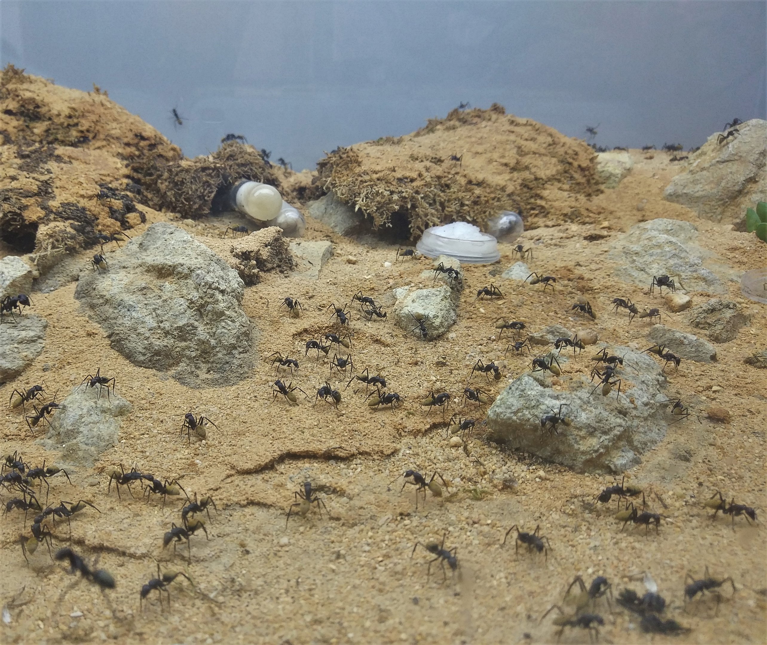 Yellow-haired Sugar Ant